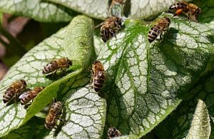 Bienen haben in der Gegenwart große Bedeutung
