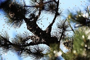 Ein Bienenschwarm zeigt die Weisheit des Bienenvolkes