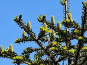 Die Serbische Fichte ist ein widerstandsfähiger Baum