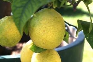 Die Zitrone wird weltweit verwendet.