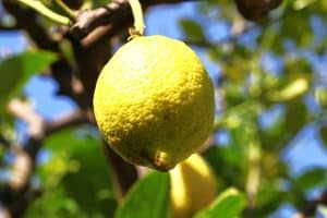 Die Zitrone wird in vielen Mythologien erwähnt.