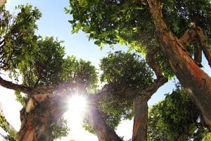 In Sizilien begann die Kultivierung der Zitronenb&auml;ume