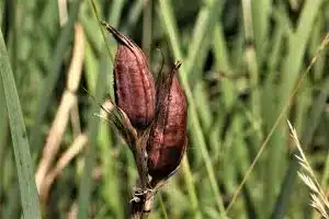 Im Volksglauben war die Iris eine Liebespflanze des Frühlings
