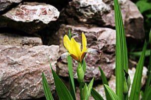 Die gelbe Iris steht unter Naturschutz