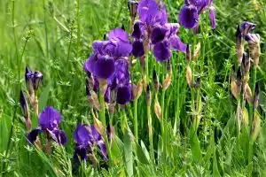 Iris germanica kam aus dem Osten in unsere Breiten