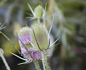 Die Weber - Karde ist eine Kultur- und Nutzpflanze