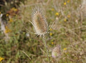 Samen der Wilden Karde kommen in der Naturmedizin zum Einsatz