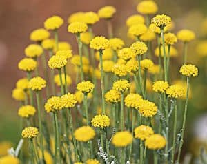 Vom Strohröschen, der Imortelle gibt es über 500 Arten