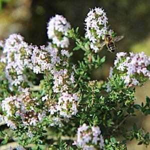 Der Thymian benötigt sonnige und trockene Standorte