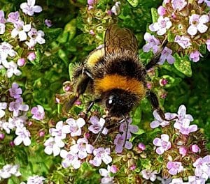 Der Thymian ist eine bienenfreundliche Pflanze
