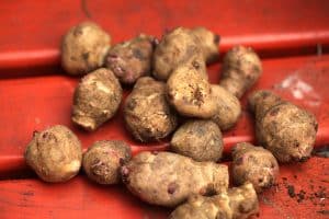 Die Knollen von Topinambur m&uuml;ssen sorgf&auml;ltig ausgegraben werden.