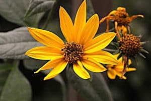 Die Blüten von Topinambur sind insektenfreundlich