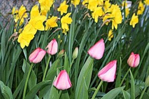 Tulpen bringen Farbe in den Garten