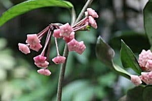 Die Blüten der Wachsblume sind stark duftend