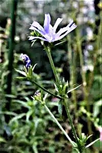 Die Wegwarte war eine Heil- und Zauberpflanze in der Antike