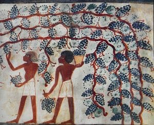 Die Weinrebe ist eine Jahrtausende alte Kulturpflanze