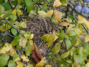 Der Feuerdorn ist ein Strauch für Vögel