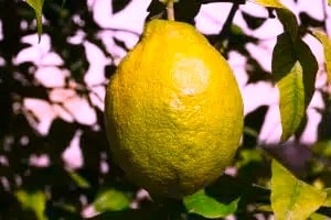 Das Gelb der Zitrone erinnert an Sonnenstrahlen