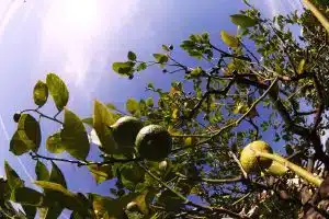 Zitronen sind seid Jahrhunderten Opfergaben bei Ritualen