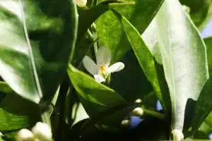 Der Zitronenbaum trägt gleichzeitig Blüten und Früchte