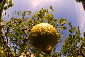 Zitronenbäume wurden im antiken Rom kultiviert.