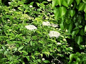 Der Holunder ist ein Hausbaum.