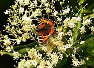 Der Holunder unterst&uuml;tzt das Gleichgewicht in einer Landschaft.