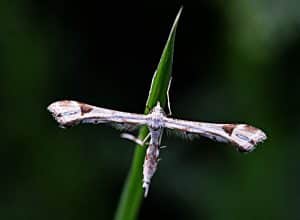 Deistisches Design aus der Natur, so wie es in "Licht aus der Jurte" gesehen wird.