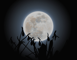 Schamanismus Bedeutung ist eine Angelegenheit des Herzens