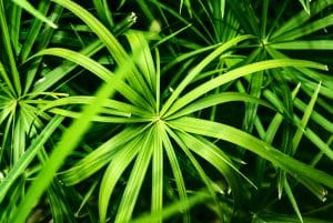 Papyruspflanze in heimischen Gärten