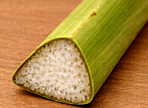 Die Papyruspflanze hat einen dreikantigen Schaft