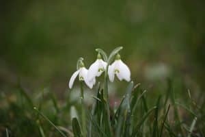 The snowdrop grows between winter and spring,