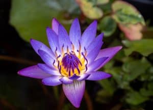 Blaue Seerose im Teich – Wasserpflanze mit mythologischer Bedeutung im Schamanismus und Mythologie