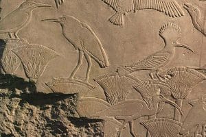 Bei dem ägyptischen Lotus waren alle Teile der Pflanze heilwirksam.