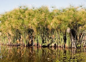 Papyrus im Wasser – Symbolpflanze des alten Ägypten