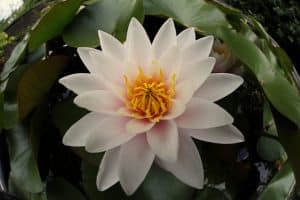 Die weiße Seerose stand im alten Ägypten für Reinheit