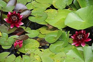 Die rote Wasserlilie stand im alten Ägypten für die Liebe