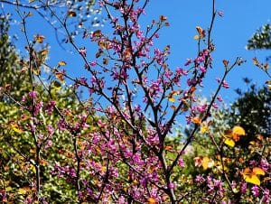 Der Judasbaum ist eine wertvolle Bienenweide
