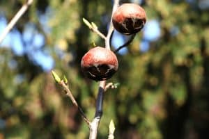 Mispeln werden nach dem ersten Frost geerntet