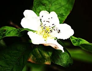 Mispelblüten sind Nahrung für Bienen