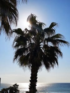 Dattelpalme als mythologischer Baum