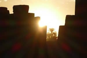 Palmen wachsen in Ägypten
