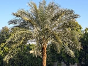 Die Dattelpalme ist eine Wüstenpflanze