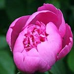 Pfingstrose und Schamanismus