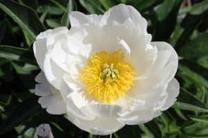 Peony and Shamanism is ancient tradition