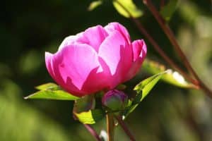 Peony and Shamanism belongs mythology and spiritual healing