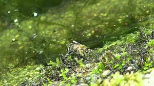 Bienen benötigen Wasser
