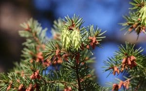 Die Douglasie blüht im Frühling