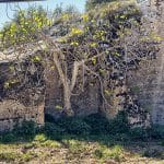 Feigenbaum und schamanische Einweihung