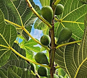 Feigenbaum und schamanische Einweihung am Beispiel Homers